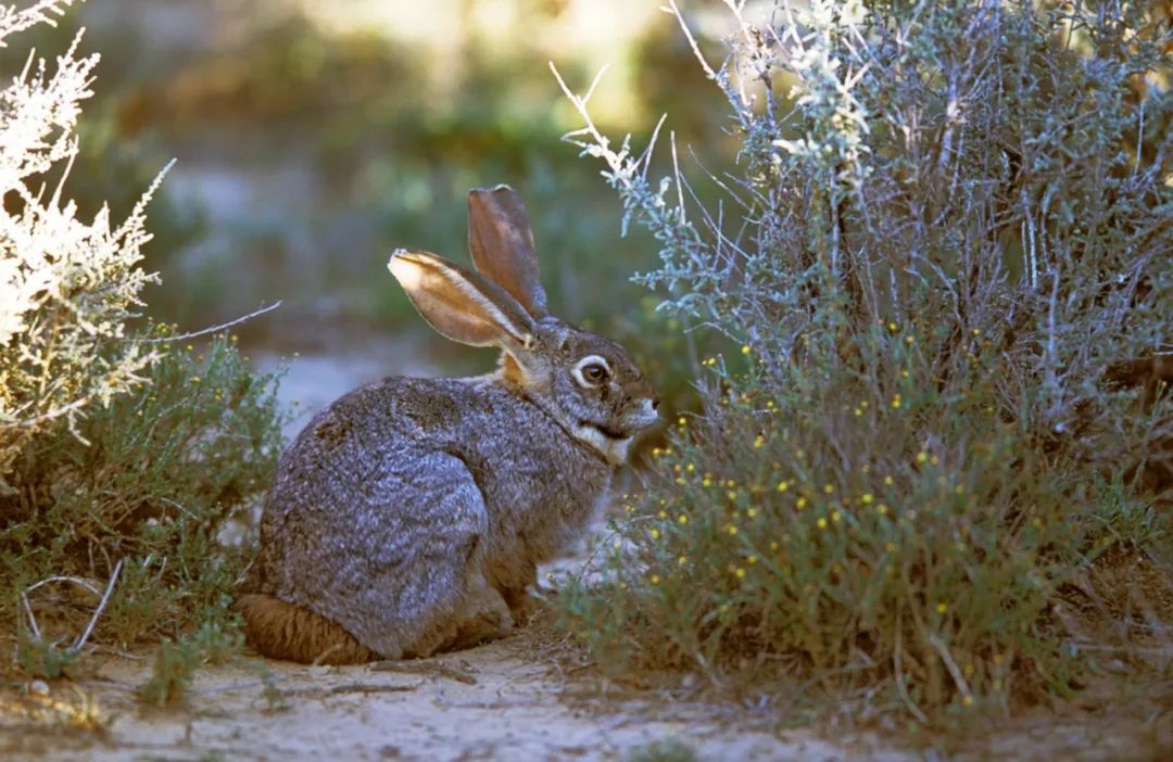 千奇百怪的兔子都在这里 I 摄影(图5) 40.jpg