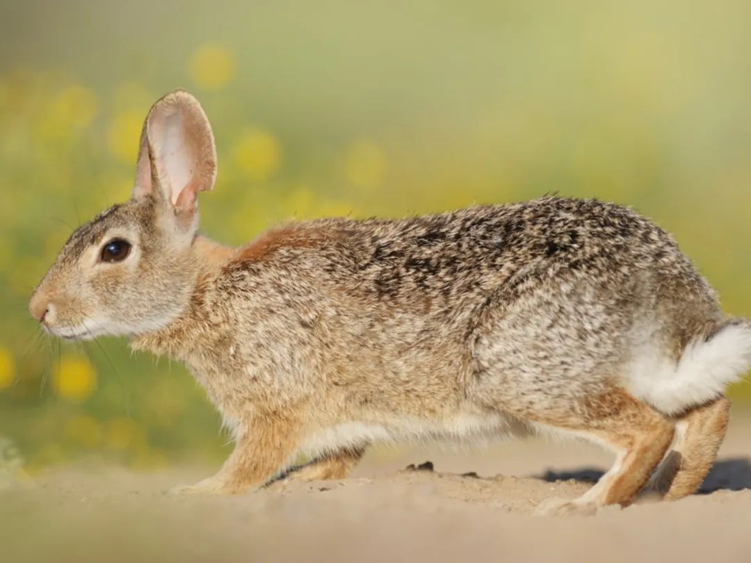 千奇百怪的兔子都在这里 I 摄影(图6) 41.jpg