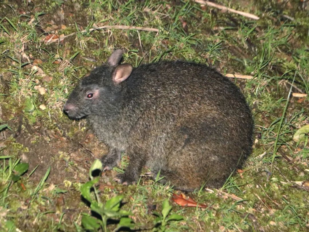 千奇百怪的兔子都在这里 I 摄影(图7) 42.jpg