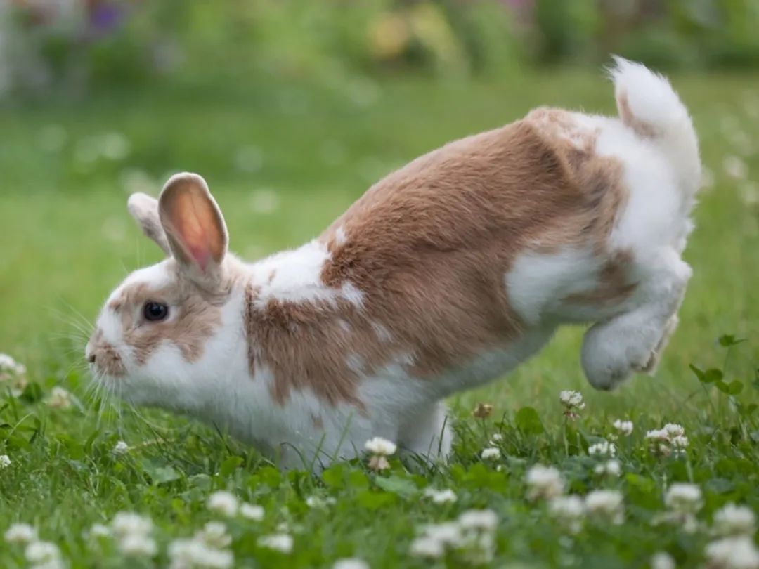 千奇百怪的兔子都在这里 I 摄影(图8) 43.jpg