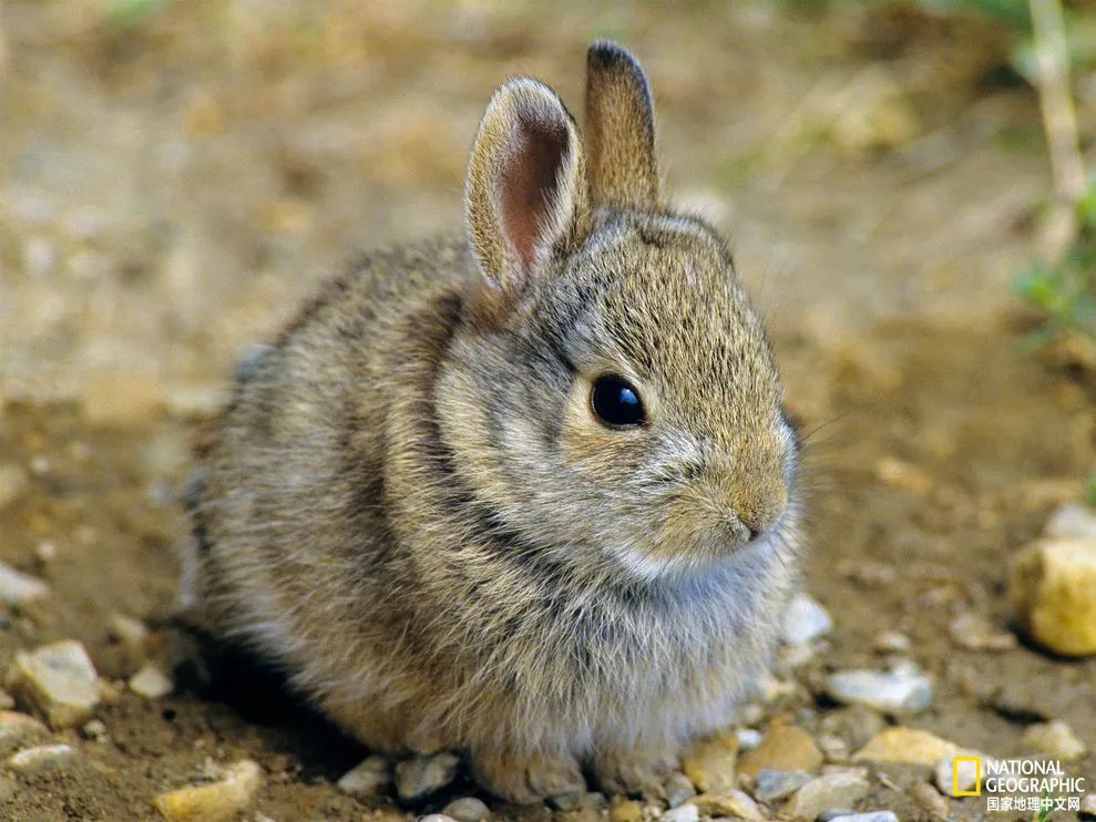 千奇百怪的兔子都在这里 I 摄影(图9) 44.jpg