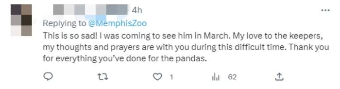 旅美大熊猫“乐乐”离世终年25岁 网友:心都碎了(图4) 旅美大熊猫“乐乐”离世终年25岁 网友:心都碎了(图4)