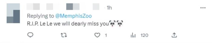 旅美大熊猫“乐乐”离世终年25岁 网友:心都碎了(图5) 旅美大熊猫“乐乐”离世终年25岁 网友:心都碎了(图5)