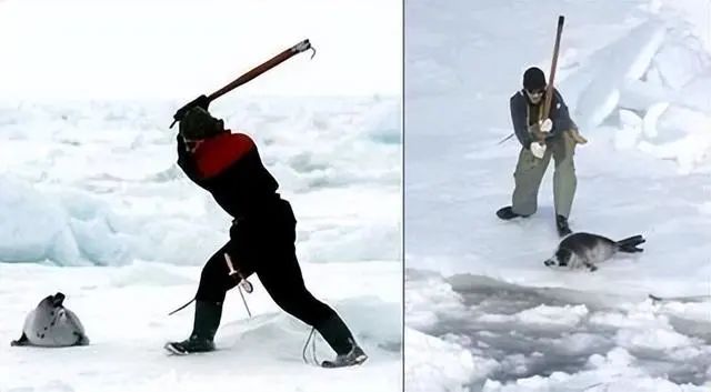 以妻待客、借妻子,极寒之地的爱斯基摩人没有伦理和道德感?(图7) 36.jpg