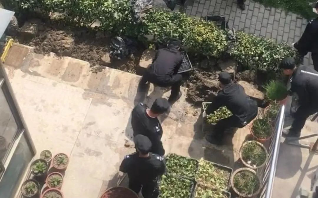 老人在家门口种菜被暴力清理?小区保安回应(图2) 21.jpg