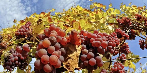 上坟不能拿的三种水果,否则有不好的预兆!(图2) 21.png