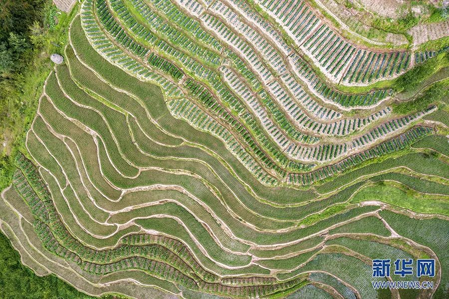 "又在折腾基层!逼村干部种田,逼群众砍茶树,深山老林开荒喂野猪……"(图1) 2.jpg