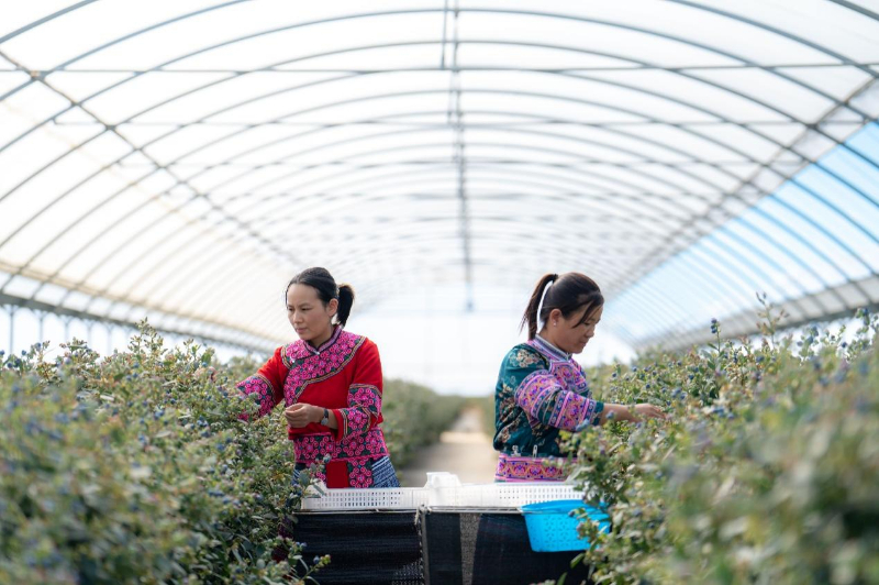 赋能与富农——佳沃农食数智化样板激发产业创新变革(图4) 赋能与富农——佳沃农食数智化样板激发产业创新变革(图4)