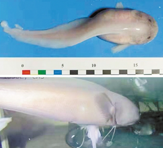 下潜1万多米的海底,科学家发现了不该发现的东西,是什么?(图4) 24.png