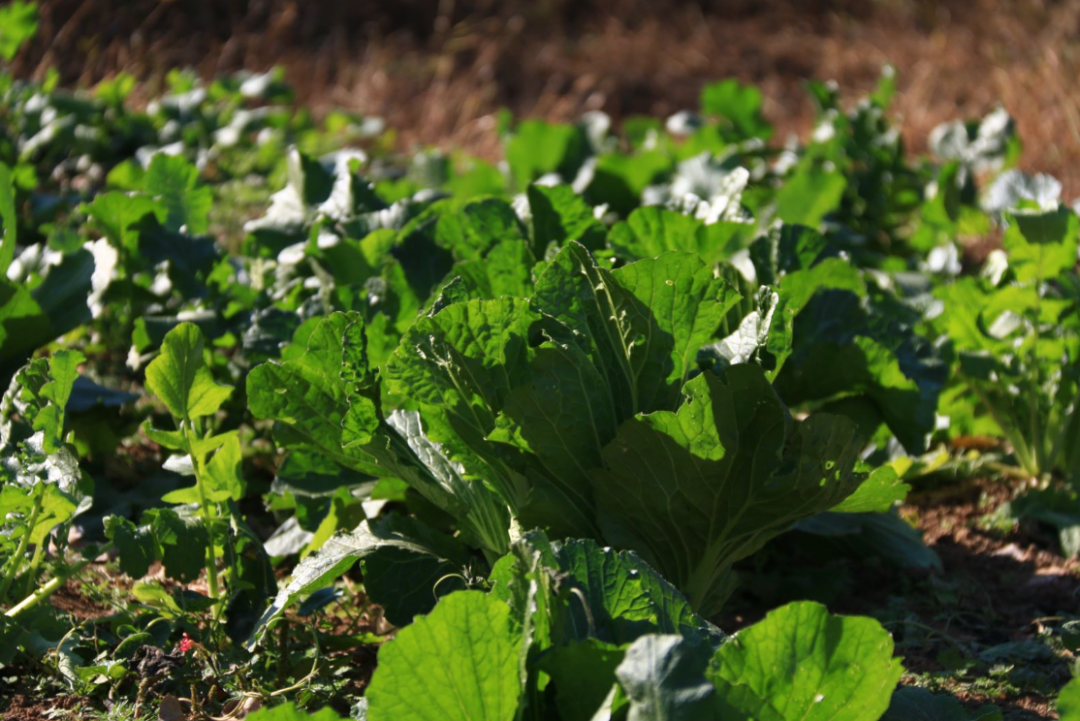 做好6件事,能降低九成痴呆风险!尤其是吃对了它,大脑年轻10岁!(图2) 3.png