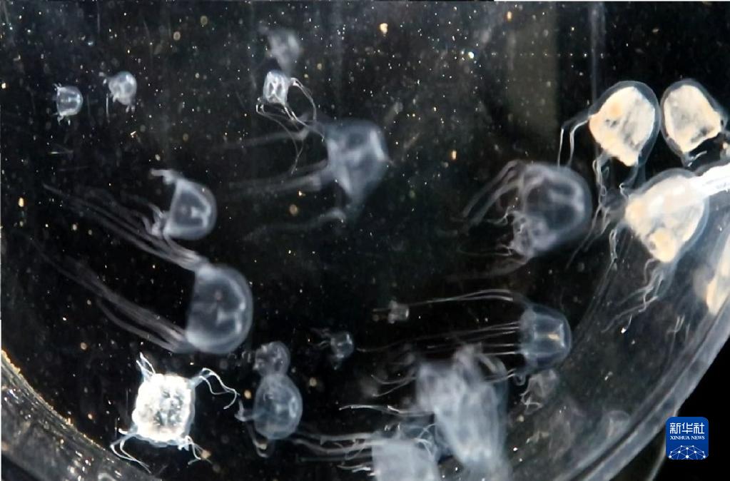 香港科研团队首次在中国水域发现箱形水母新物种(图1) 香港科研团队首次在中国水域发现箱形水母新物种(图1)