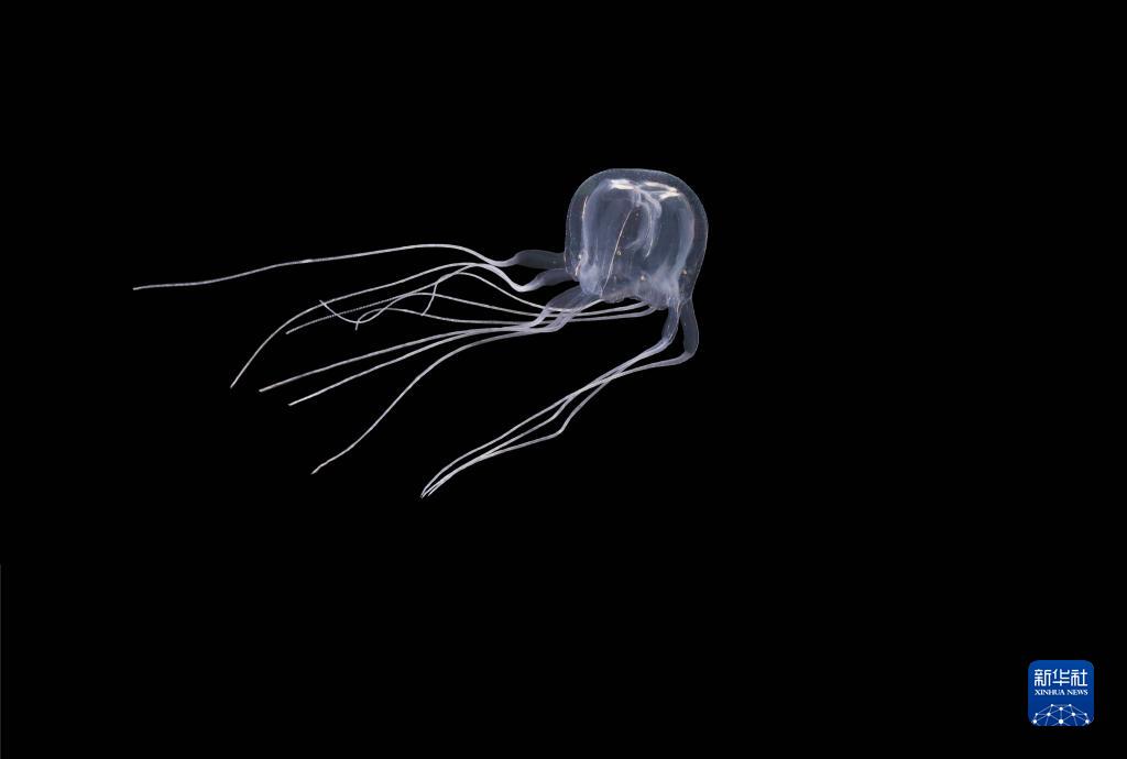 香港科研团队首次在中国水域发现箱形水母新物种(图2) 香港科研团队首次在中国水域发现箱形水母新物种(图2)