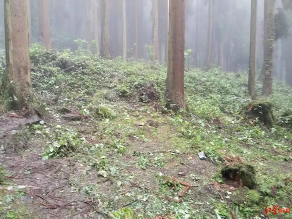 四川一林场发现3名死者,警方凌晨通报:3人从外地到达,在林场深处服毒自杀(图1) 1.jpg