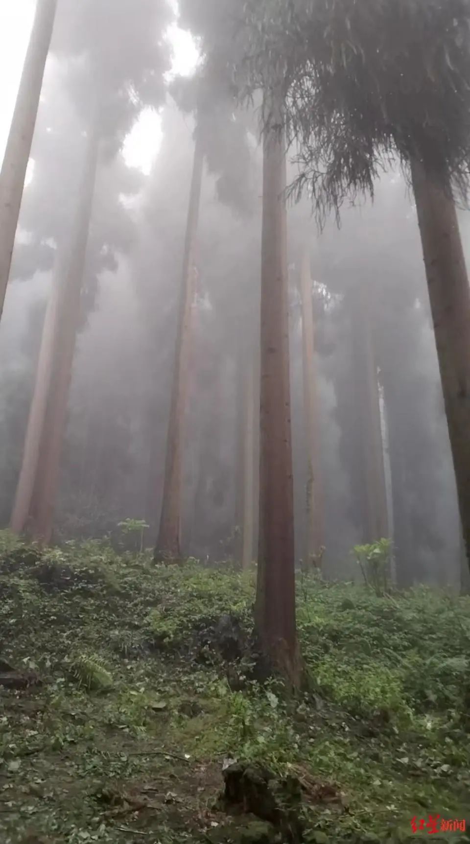 四川一林场发现3名死者,警方凌晨通报:3人从外地到达,在林场深处服毒自杀(图2) 2.jpg