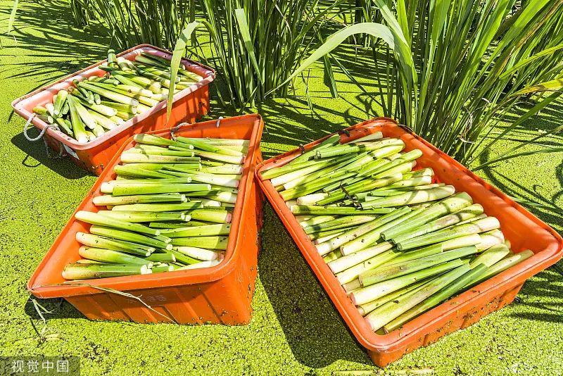 这几种蔬菜最好别生吃!小心感染寄生虫……(图2) 2.jpg