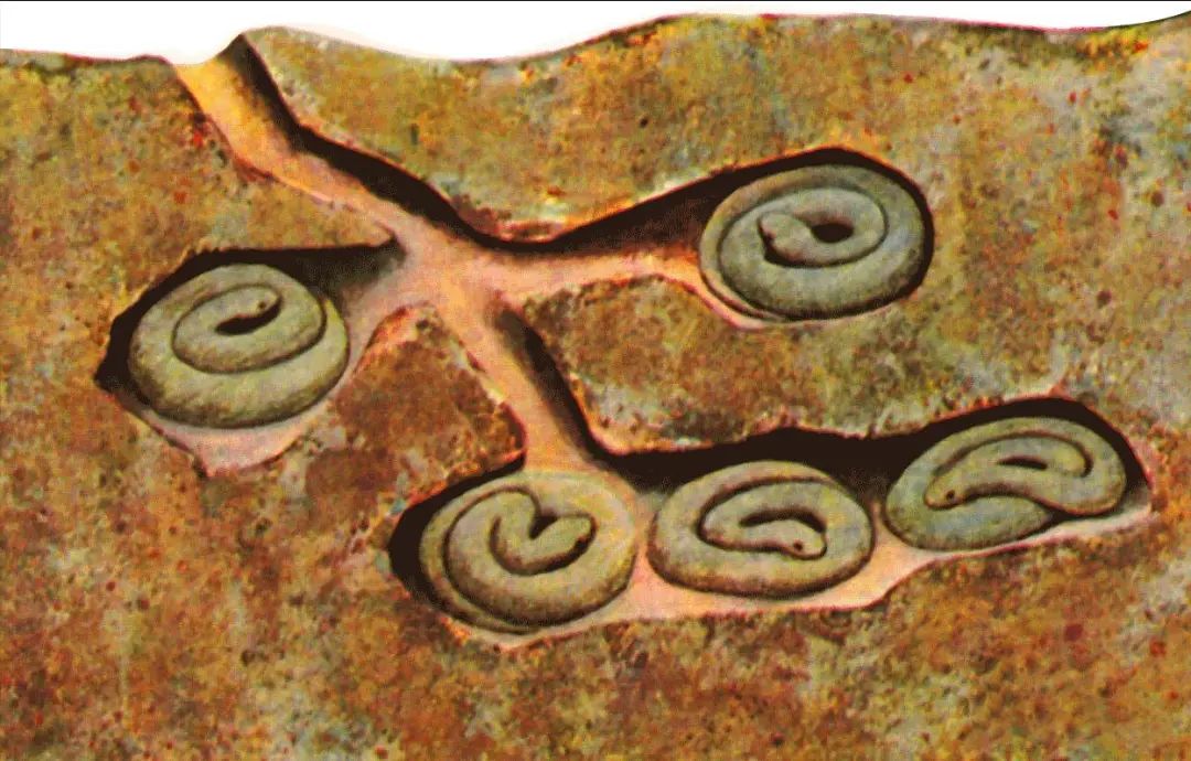 大连蛇岛疯狂“内卷”,一平方公里2万多条蛇,毒性也越来越强(图5) 5.jpg