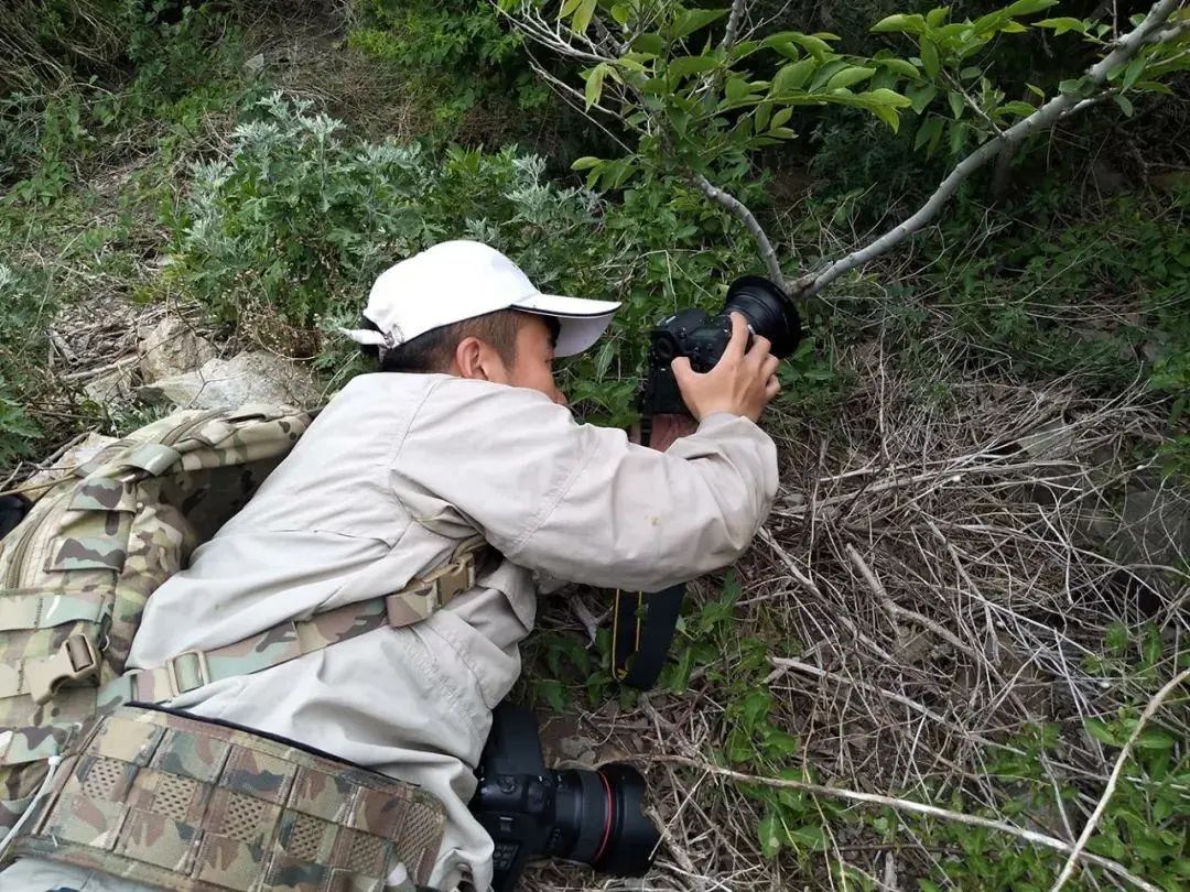 大连蛇岛疯狂“内卷”,一平方公里2万多条蛇,毒性也越来越强(图13) 13.jpg