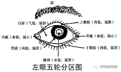 金日光教授:人类器官组织的阴阳精及精气分布之内秘(图3) 3.jpg