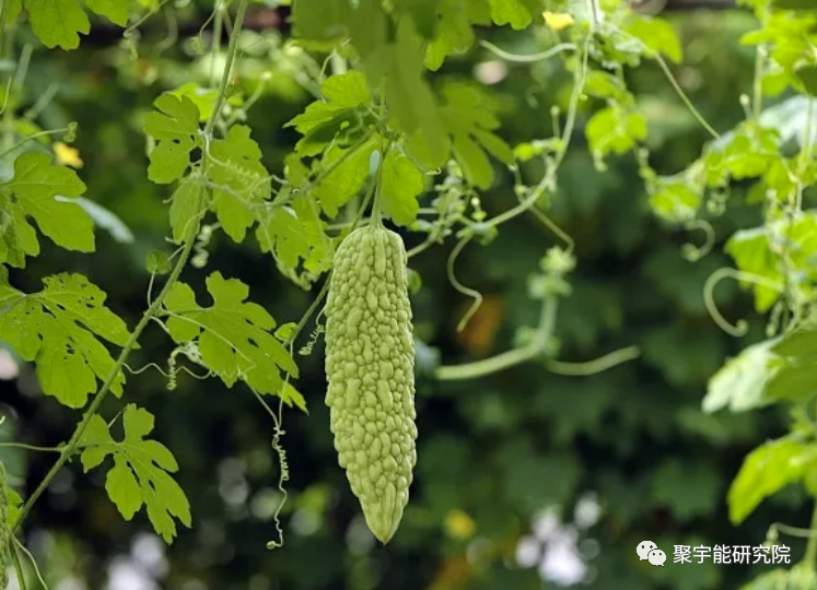 金日光教授:什么中药材有可能是胰腺的天赋<特供药>?【人类器官组织的阴阳精及精气分布之内秘•九】(图5) 5.png