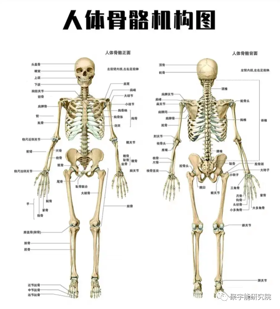 金日光教授:<奇恒之腑>之——人骨的阴阳问题【人类器官组织的阴阳精及精气分布之内秘•之十一】(图2) 2.png