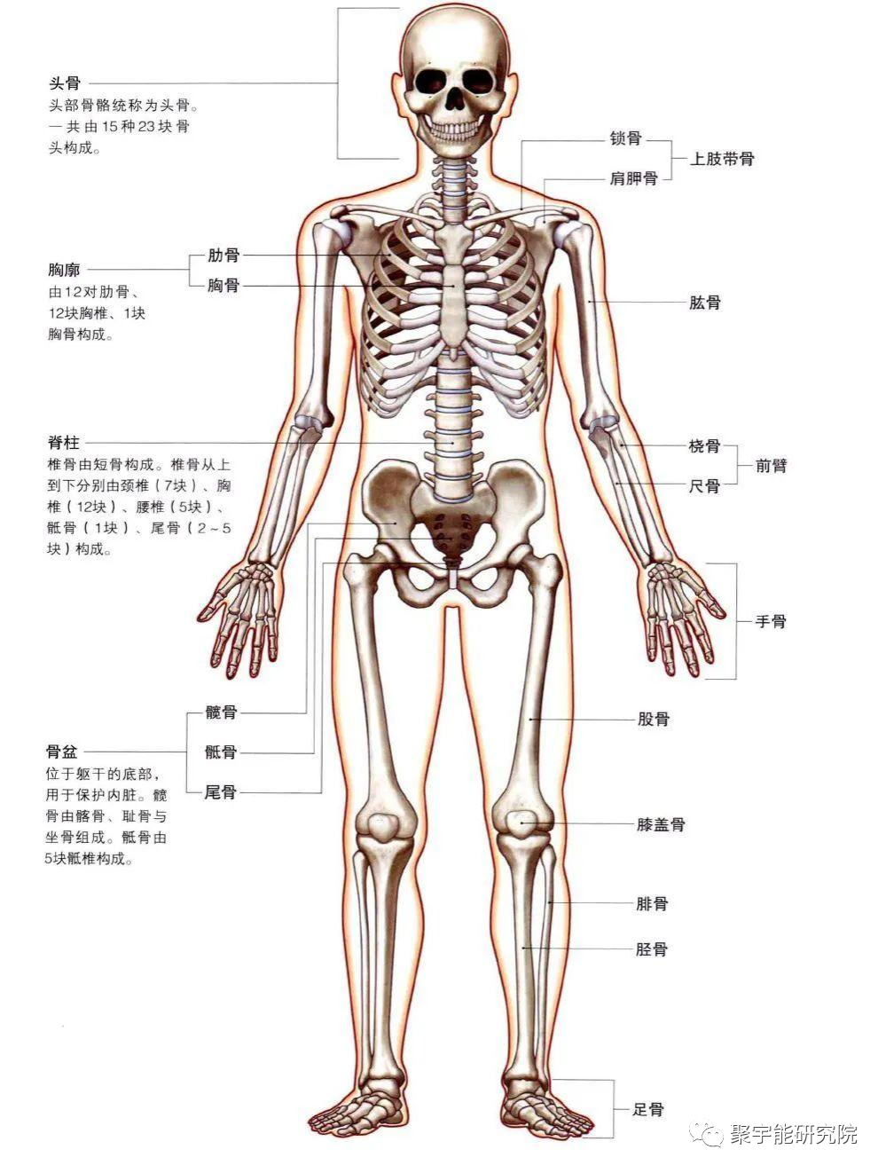 金日光教授:<奇恒之腑>之——人骨的阴阳问题【人类器官组织的阴阳精及精气分布之内秘•之十一】(图3) 3.png