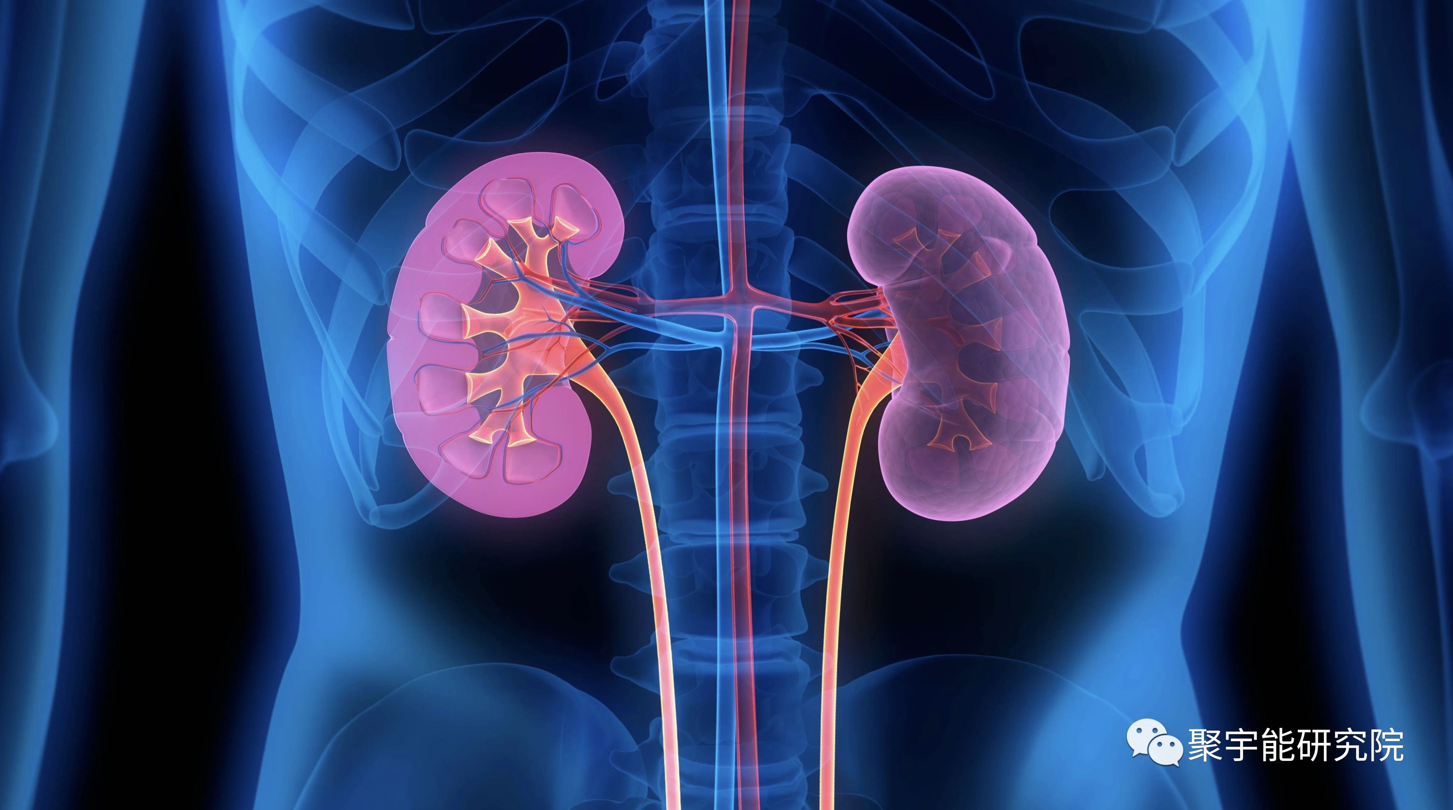 金日光教授:<奇恒之腑>之——人骨的阴阳问题【人类器官组织的阴阳精及精气分布之内秘•之十一】(图4) 4.jpg