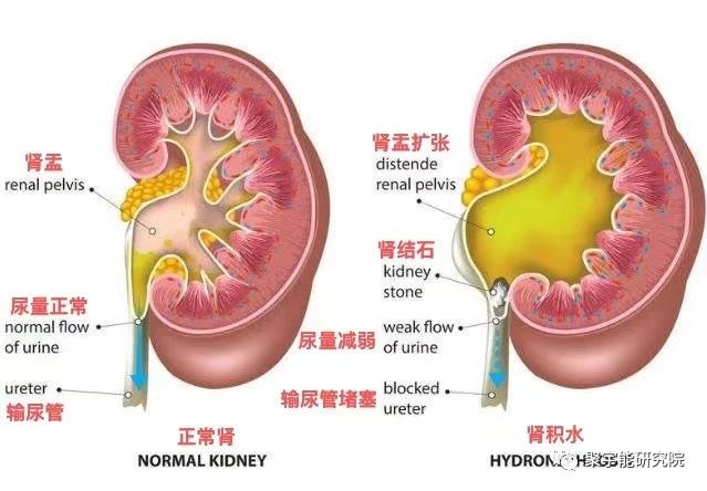 金日光教授:<奇恒之腑>之——人骨的阴阳问题【人类器官组织的阴阳精及精气分布之内秘•之十一】(图6) 6.jpg