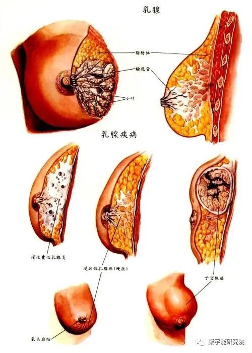金日光教授:【《黄帝内经》漫谈•之六】林佳媚主任很想知道女性乳腺癌里生命动力阴阳源精分布(图6) 6.jpg