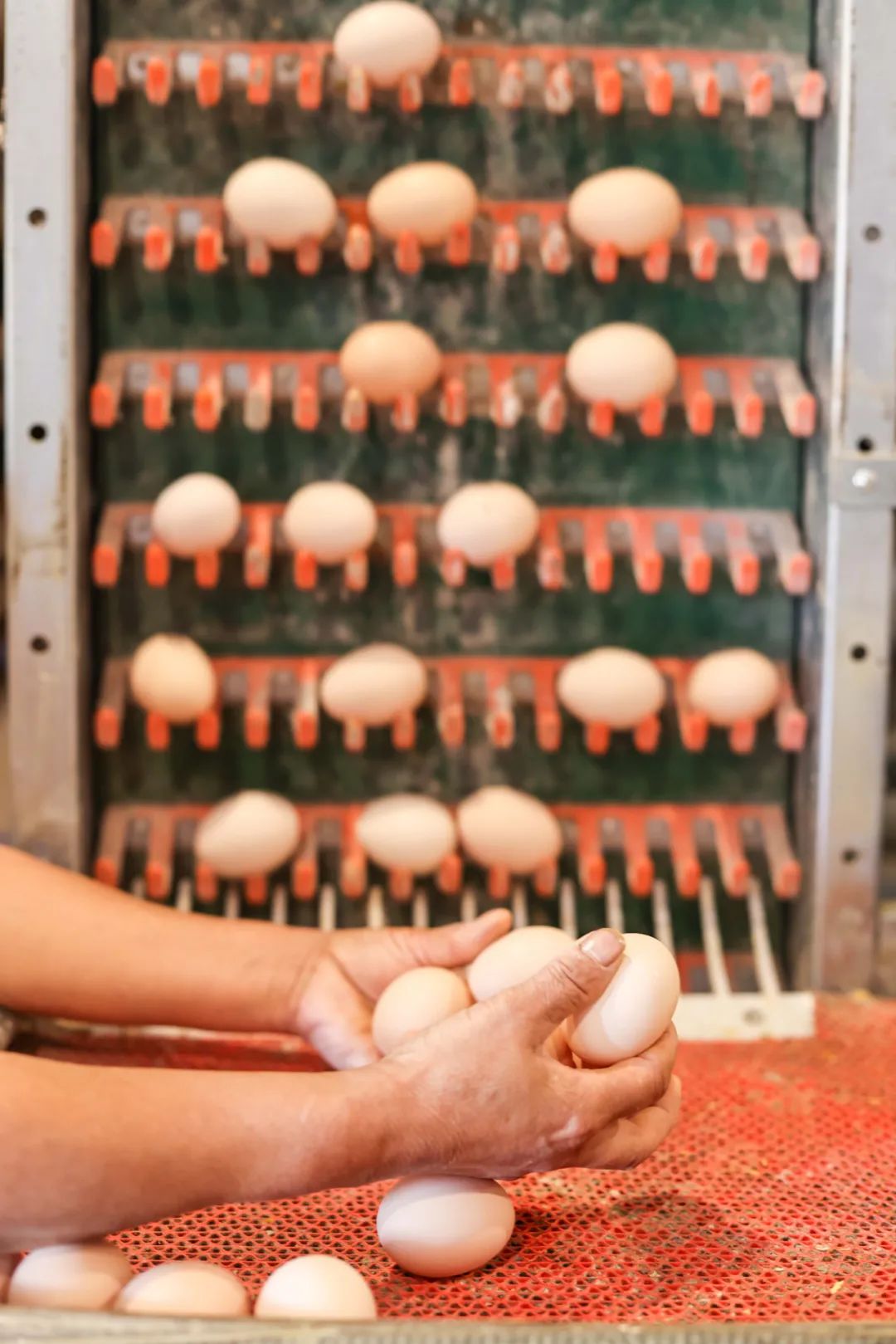 每天吃1个鸡蛋,身体会发生什么变化?(图3) 21.jpg