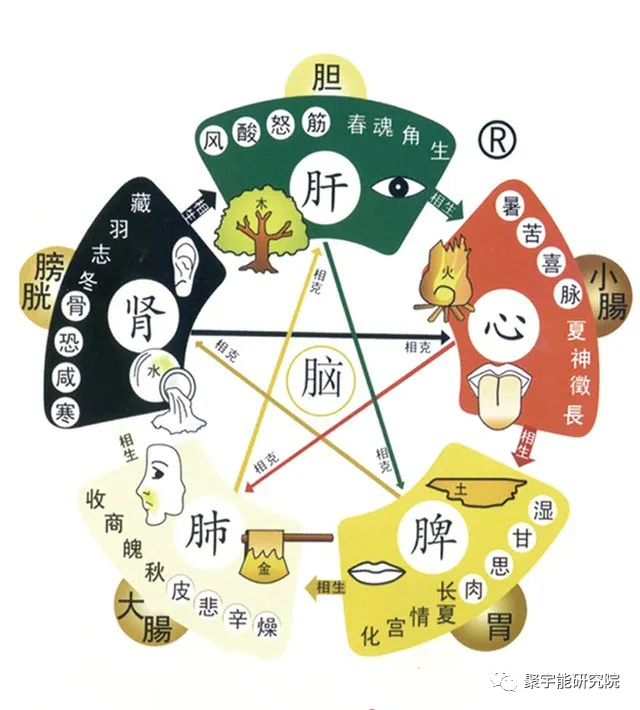 金日光教授:【《黄帝内经》漫谈•之二十二】为何把脏为<地生>阴器,腑为<天生>阳器?(图2) 46.png