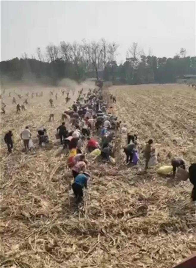 一玉米种植地遭数百余人哄抢?官方回应!(图2) 6.jpg