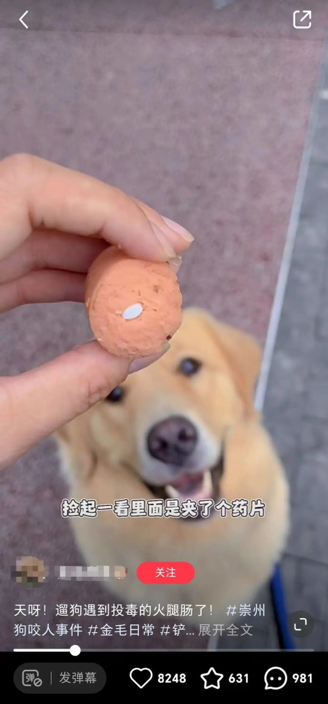 一只宠物狗伤人,所有流浪动物都该死?(图3) 22.jpg