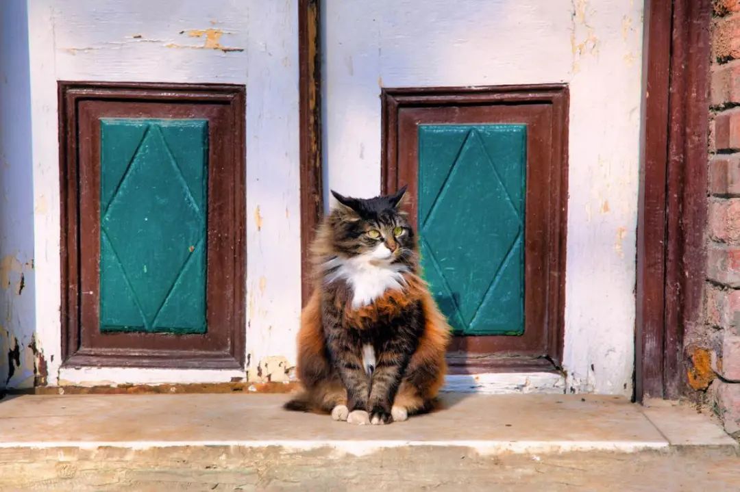 一只宠物狗伤人,所有流浪动物都该死?(图12) 31.jpg