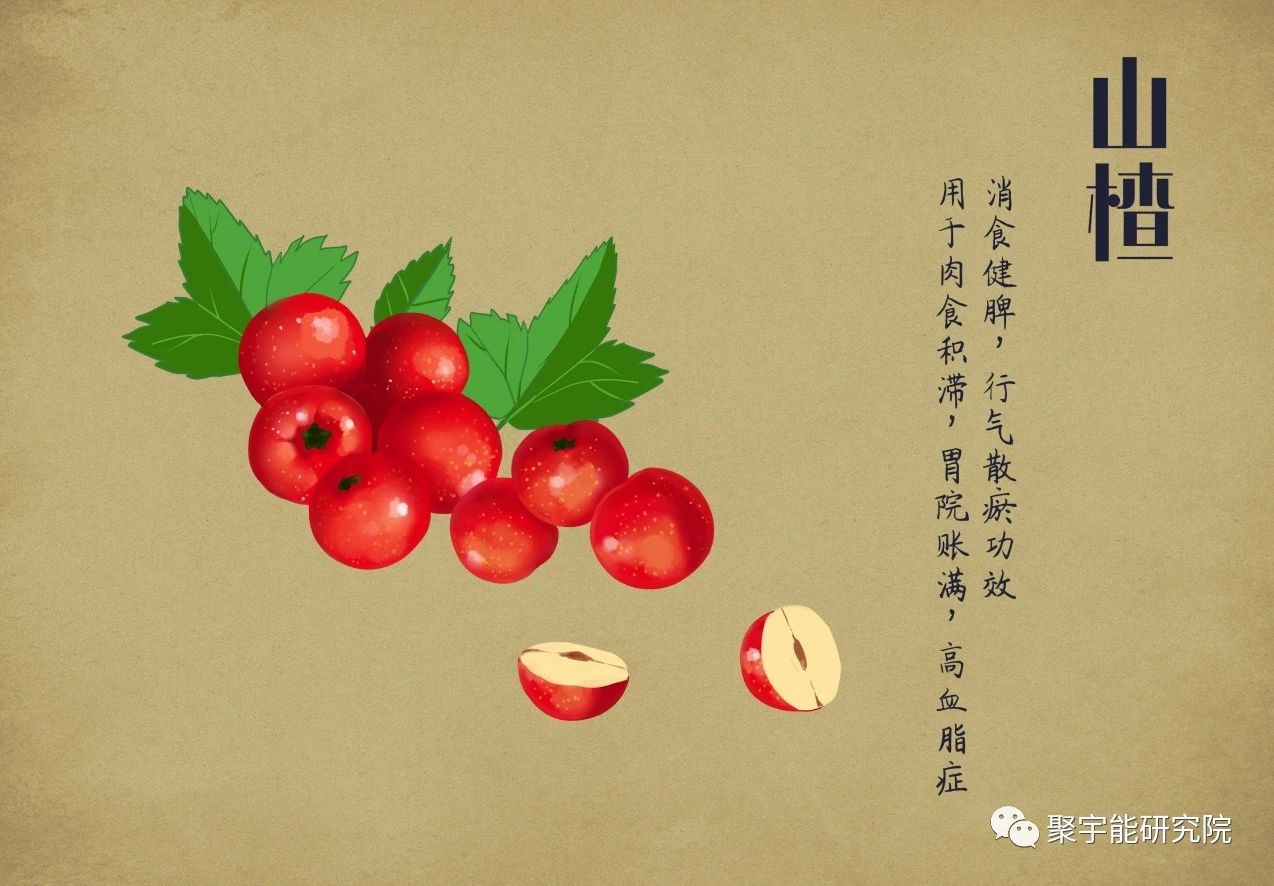 金日光教授:【漫谈《黄帝内经》•之六十八】山楂为何对心脑血管流动那么好?(图4) 04.jpg