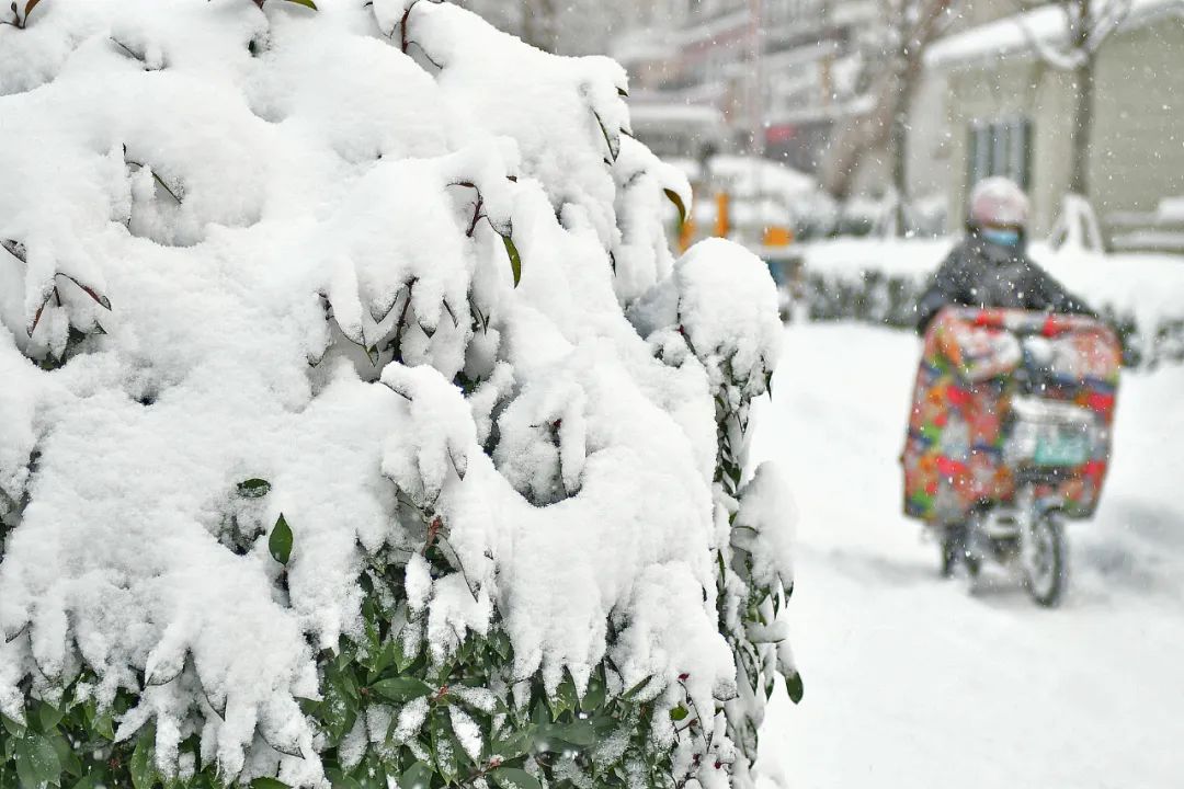 烟台积雪深达52厘米,“中国雪窝”实锤(图4) 4.jpg