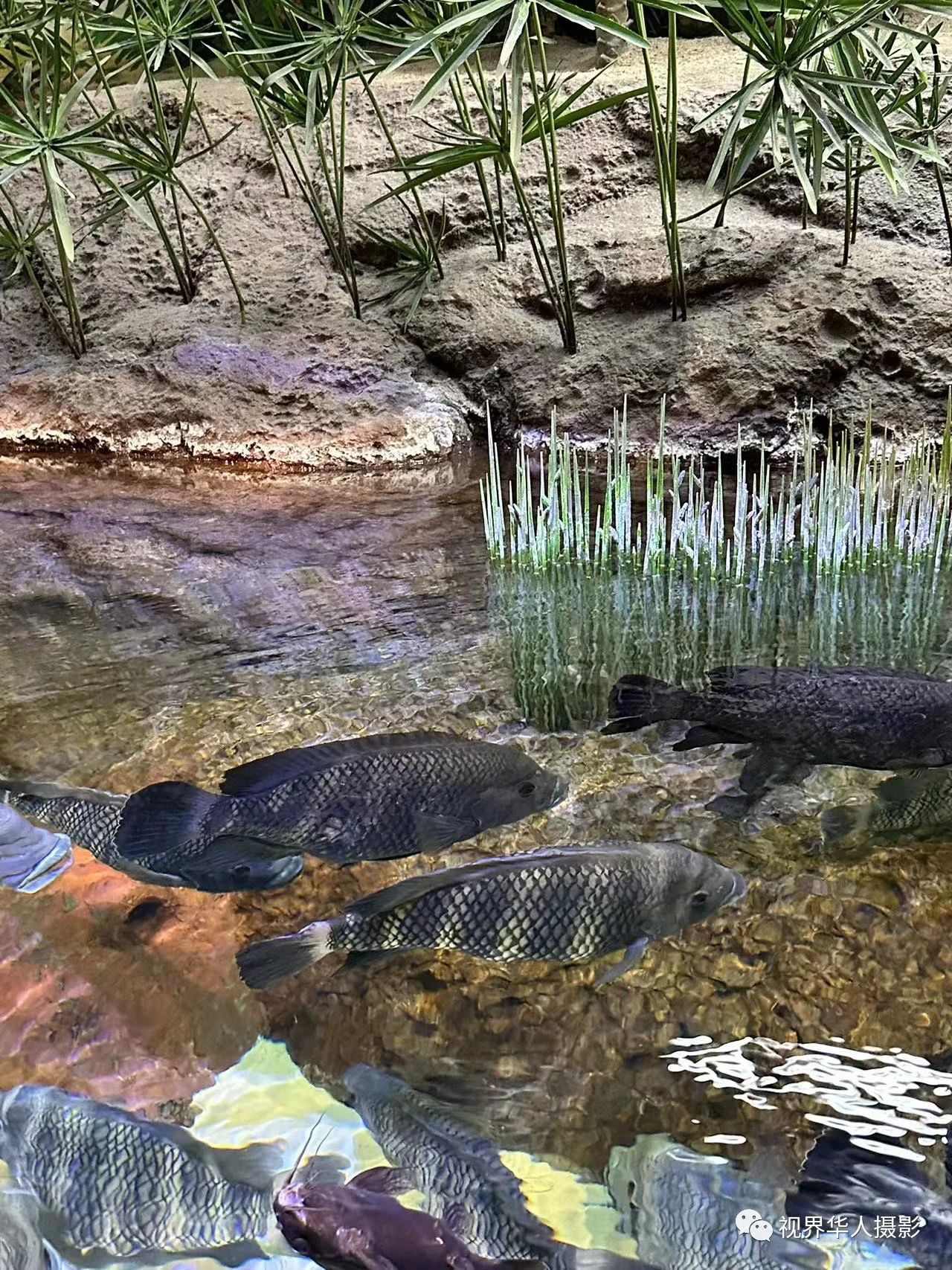 岑国荣|辞旧迎新的祝福:年年有鱼(图8) 8.jpg