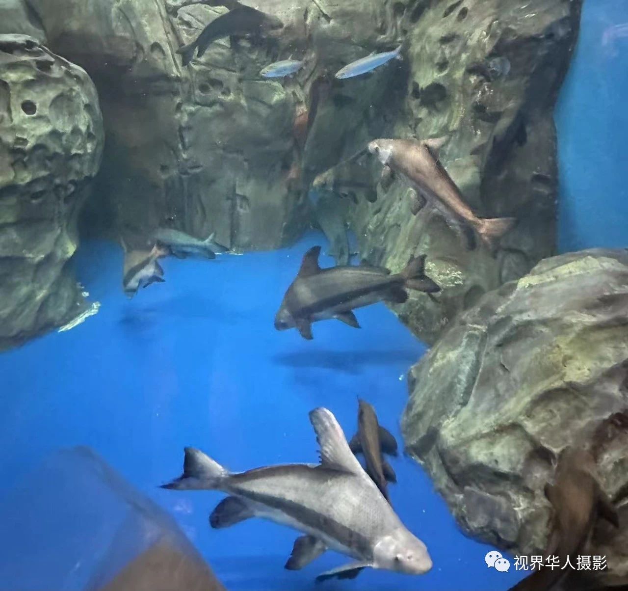 岑国荣|辞旧迎新的祝福:年年有鱼(图10) 10.jpg