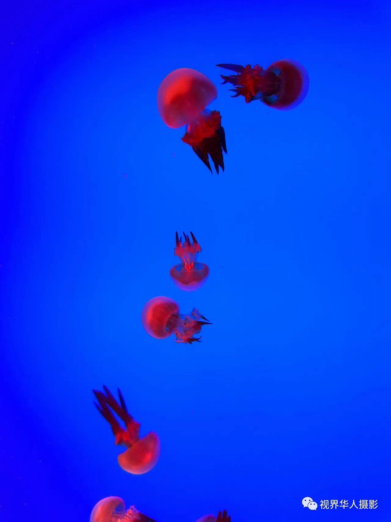 岑国荣|辞旧迎新的祝福:年年有鱼(图12) 12.jpg