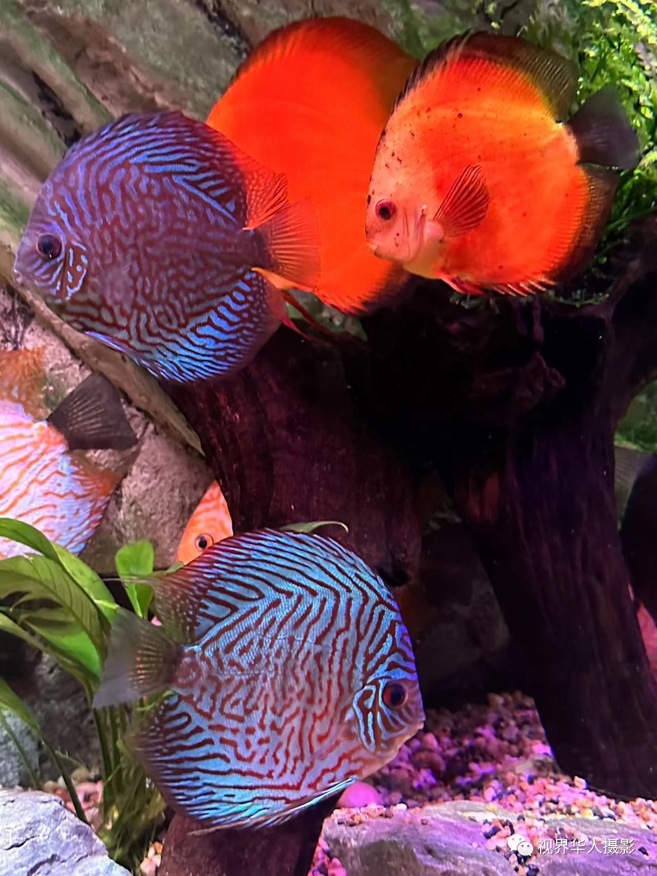 岑国荣|辞旧迎新的祝福:年年有鱼(图13) 13.jpg