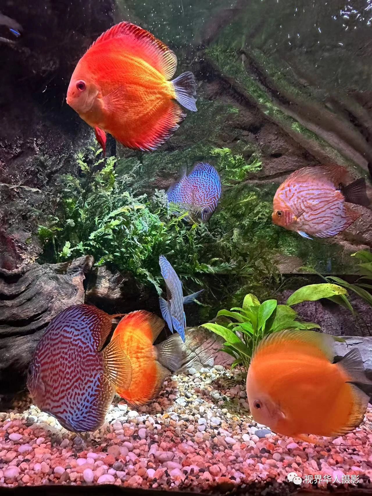 岑国荣|辞旧迎新的祝福:年年有鱼(图14) 14.jpg