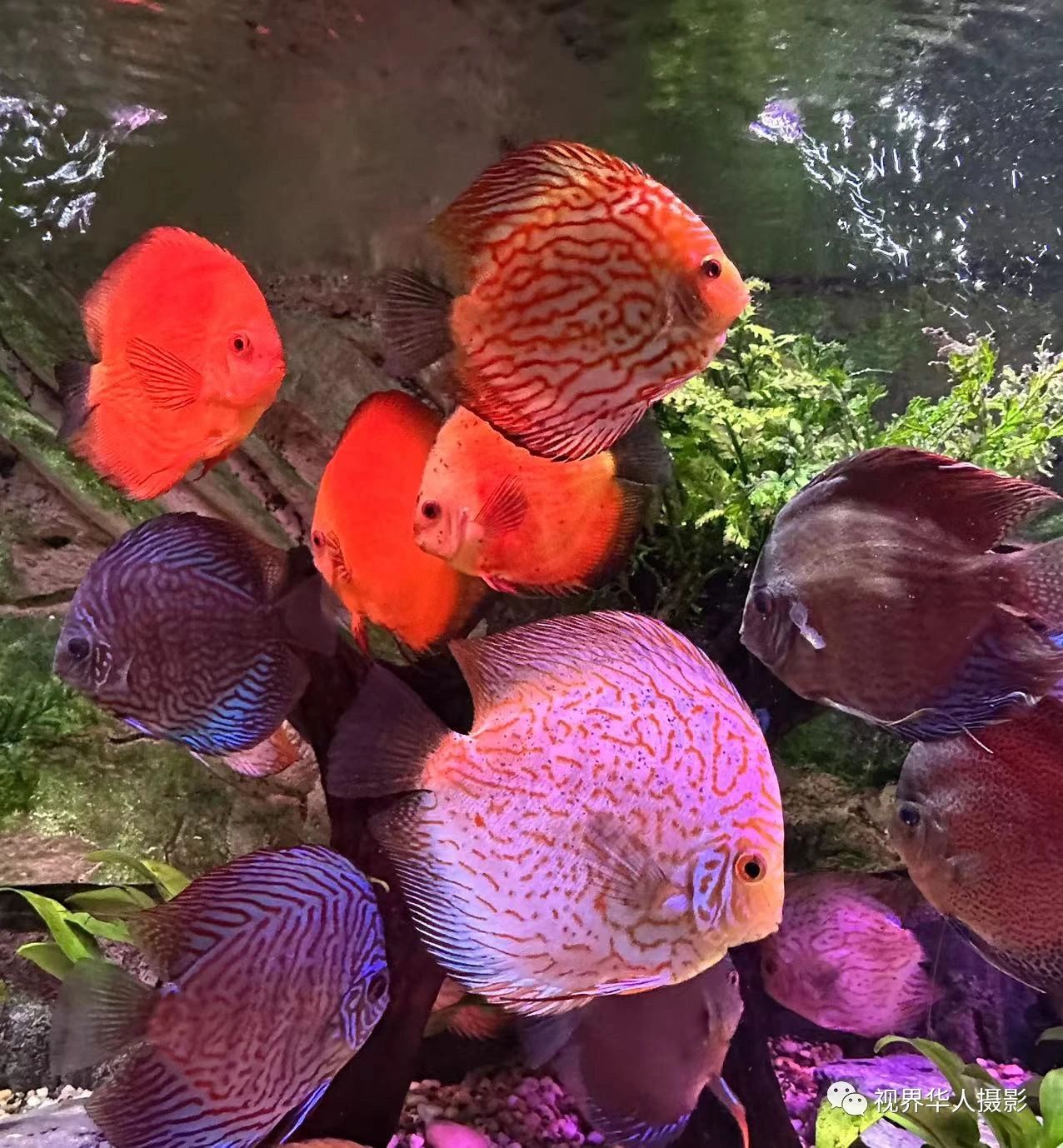 岑国荣|辞旧迎新的祝福:年年有鱼(图15) 15.jpg