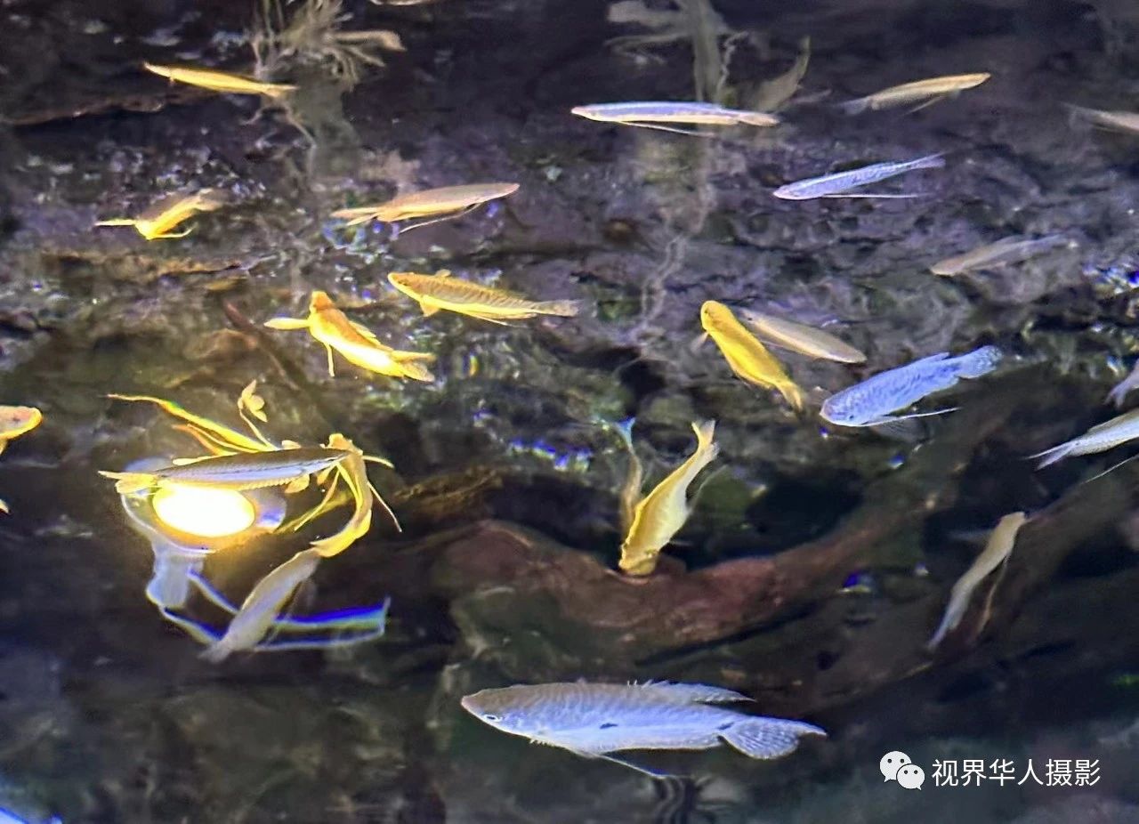 岑国荣|辞旧迎新的祝福:年年有鱼(图23) 23.jpg