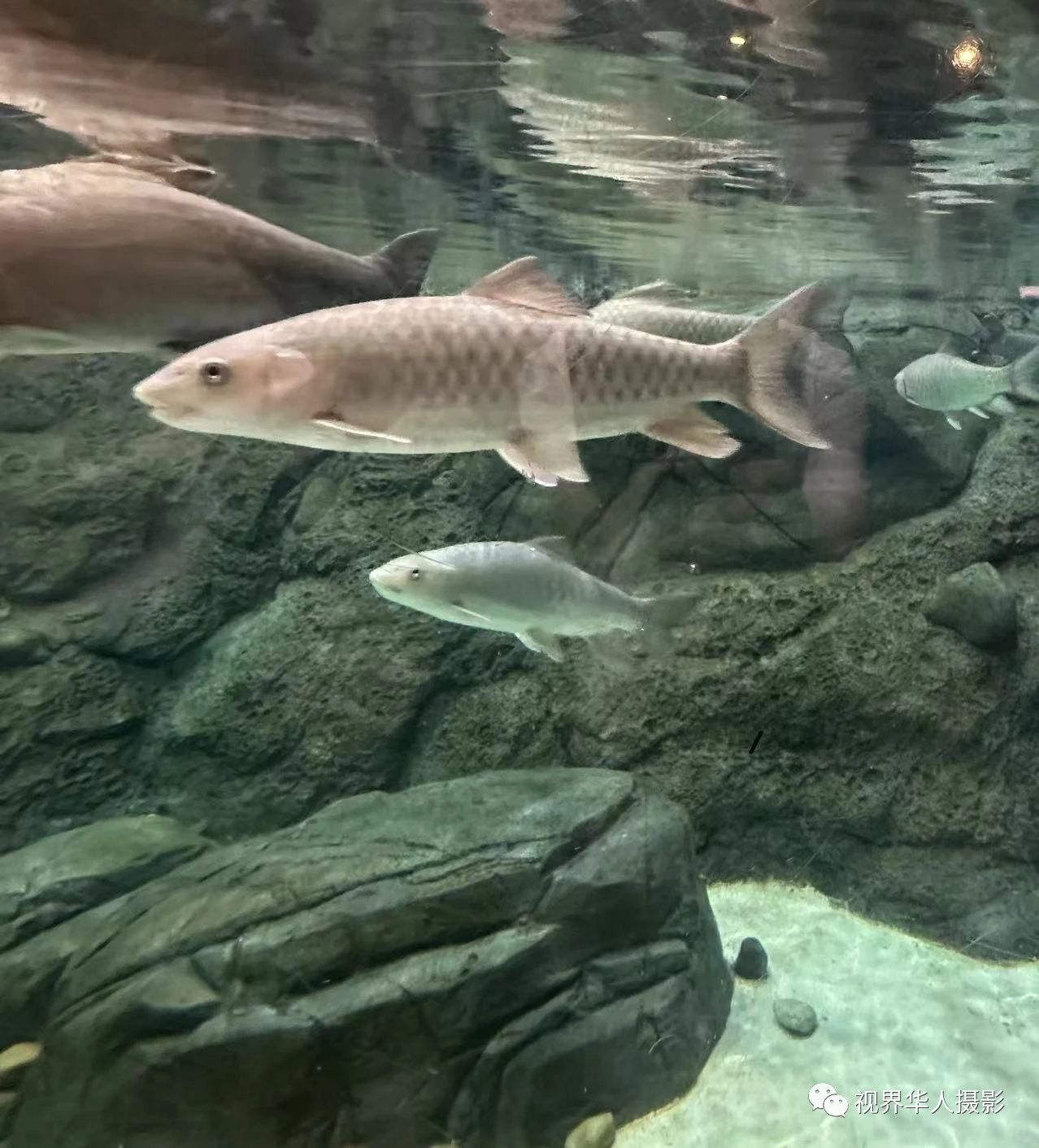 岑国荣|辞旧迎新的祝福:年年有鱼(图26) 26.jpg