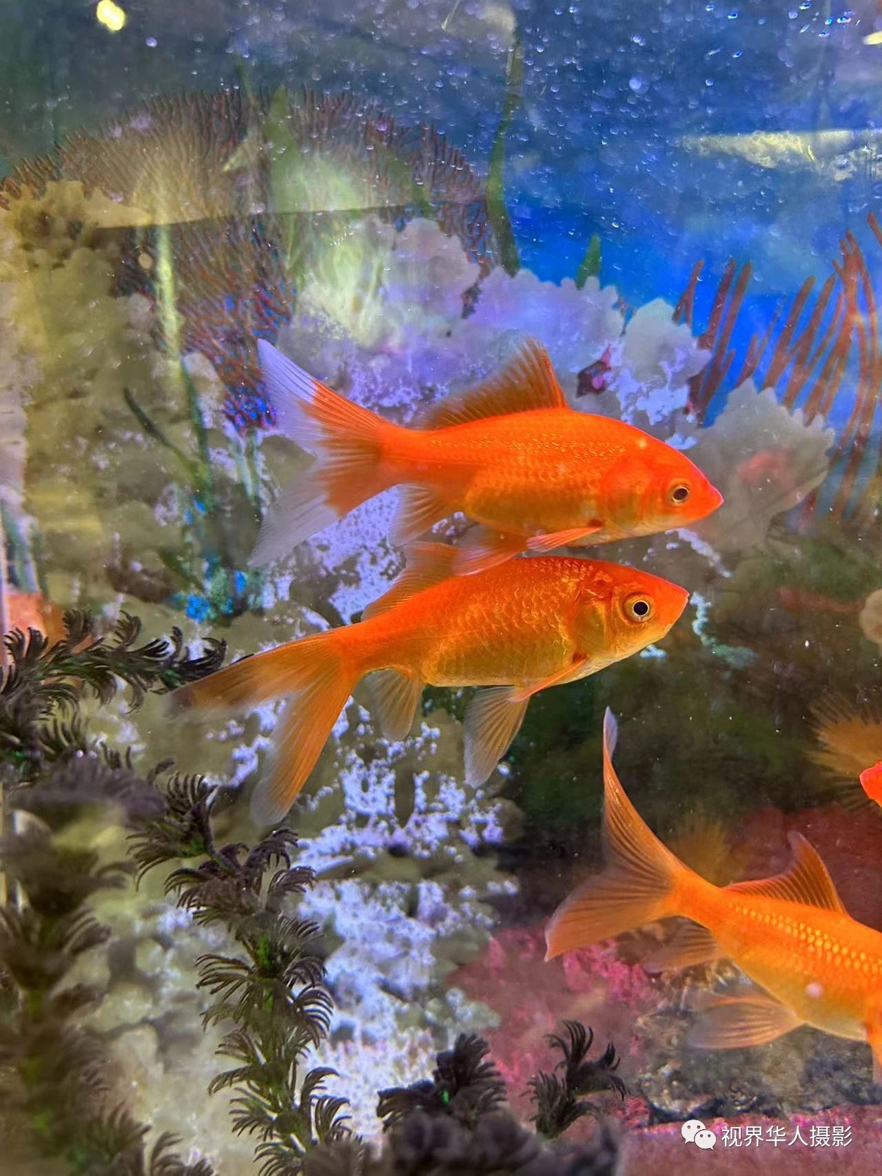 岑国荣|辞旧迎新的祝福:年年有鱼(图16) 16.jpg