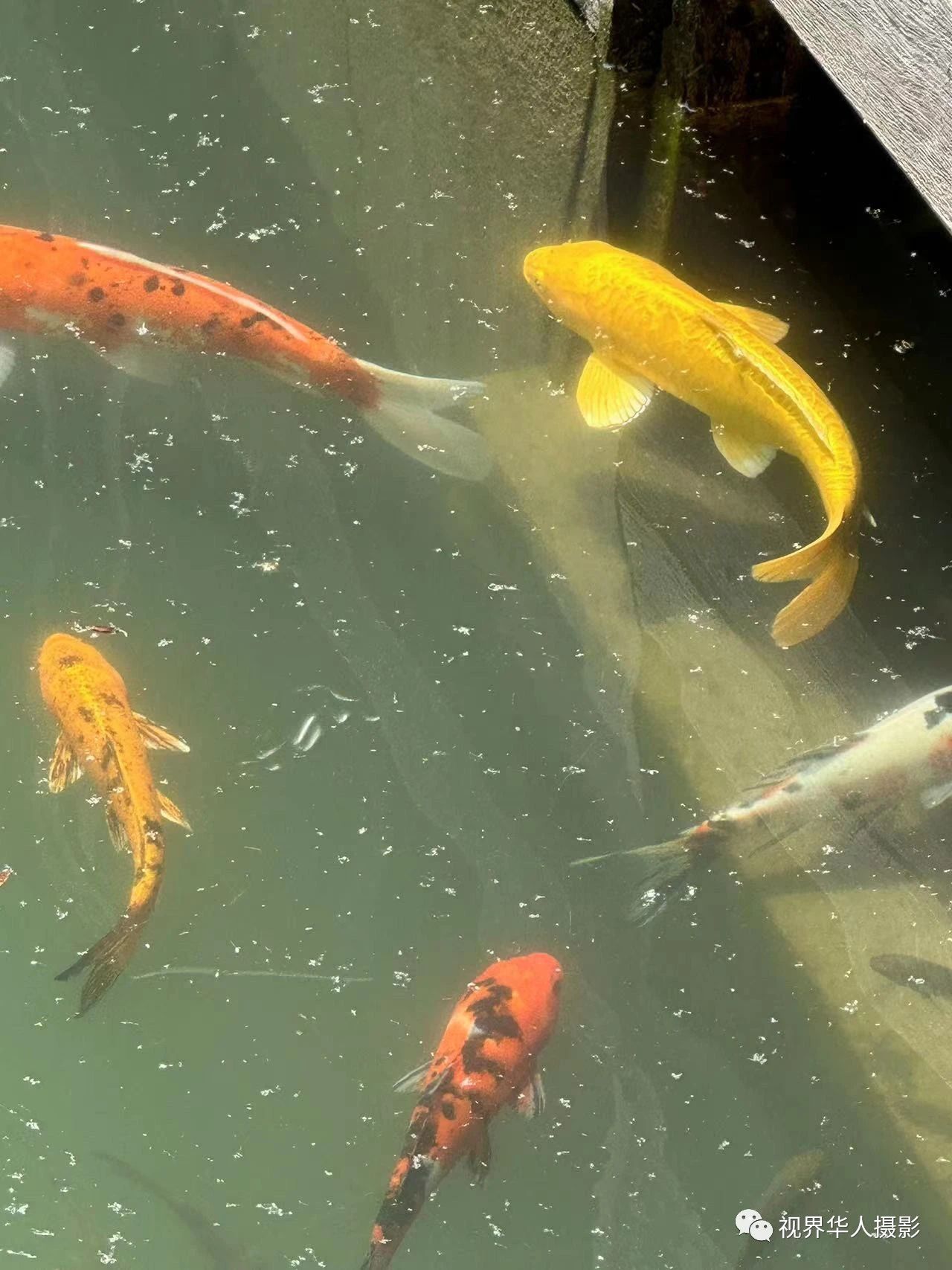 岑国荣|辞旧迎新的祝福:年年有鱼(图18) 18.jpg