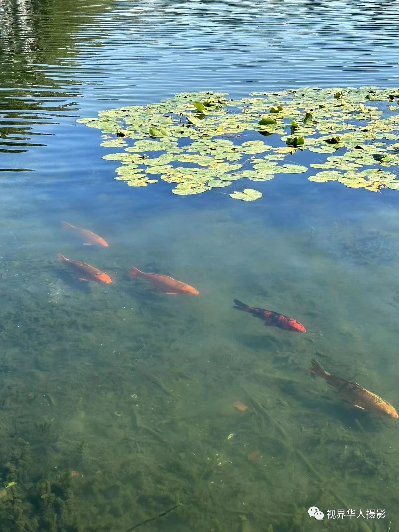 岑国荣|辞旧迎新的祝福:年年有鱼(图20) 20.jpg