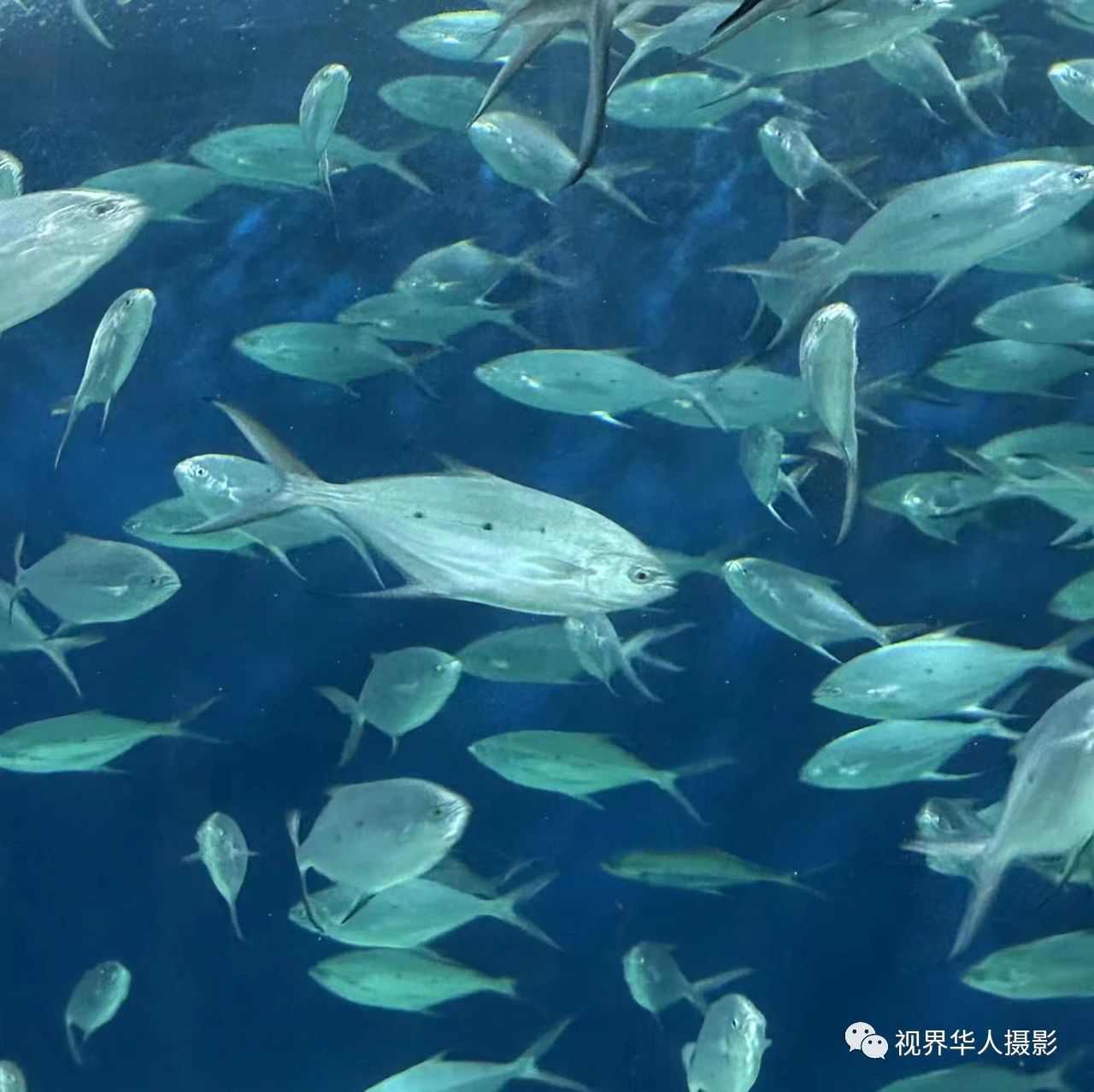 岑国荣|辞旧迎新的祝福:年年有鱼(图22) 22.jpg