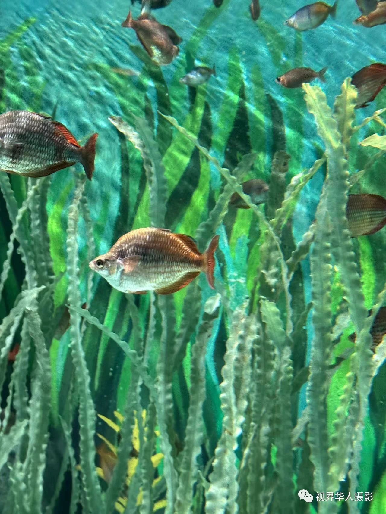 岑国荣|辞旧迎新的祝福:年年有鱼(图27) 28.jpg