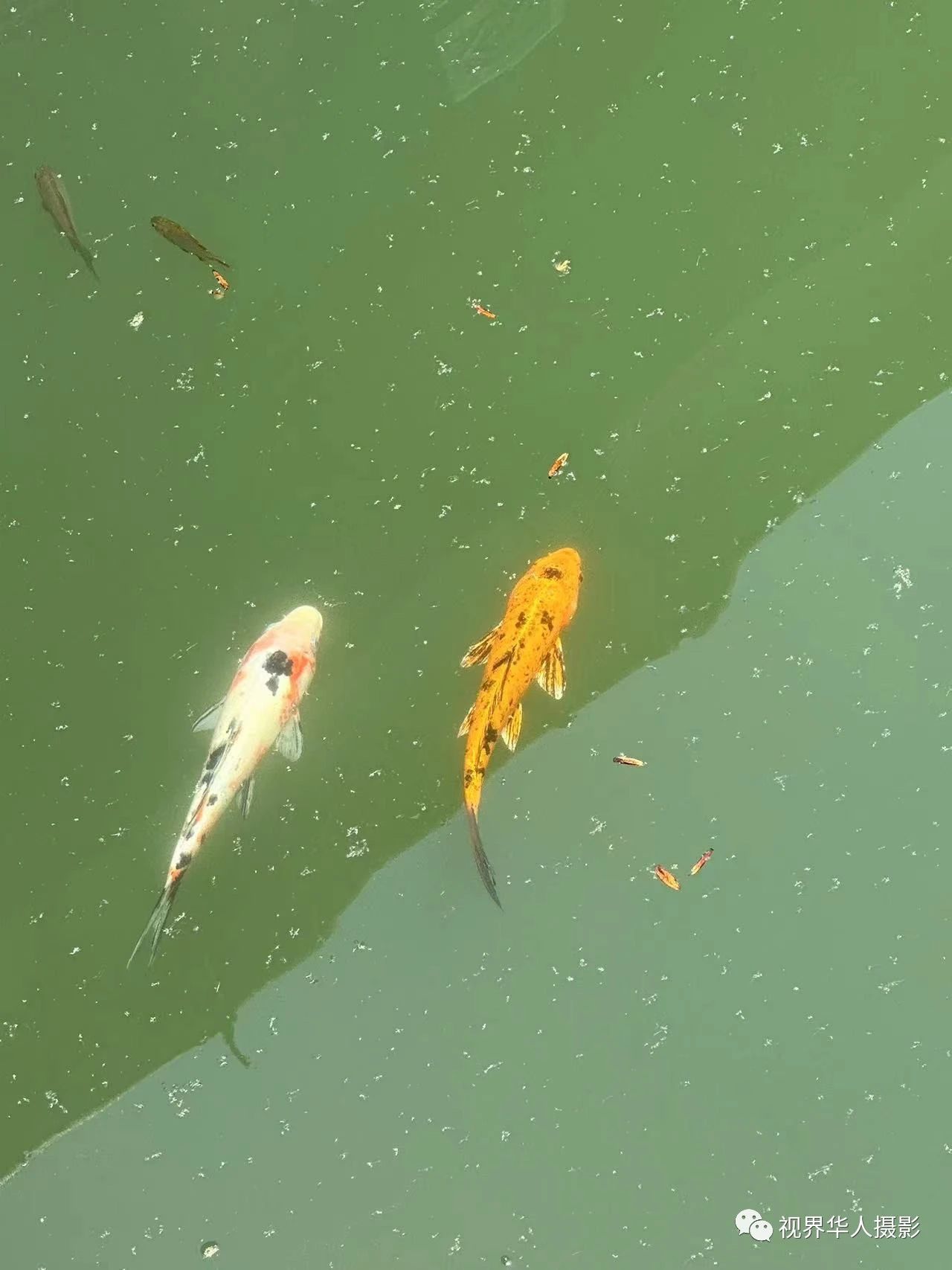 岑国荣|辞旧迎新的祝福:年年有鱼(图29) 30.jpg