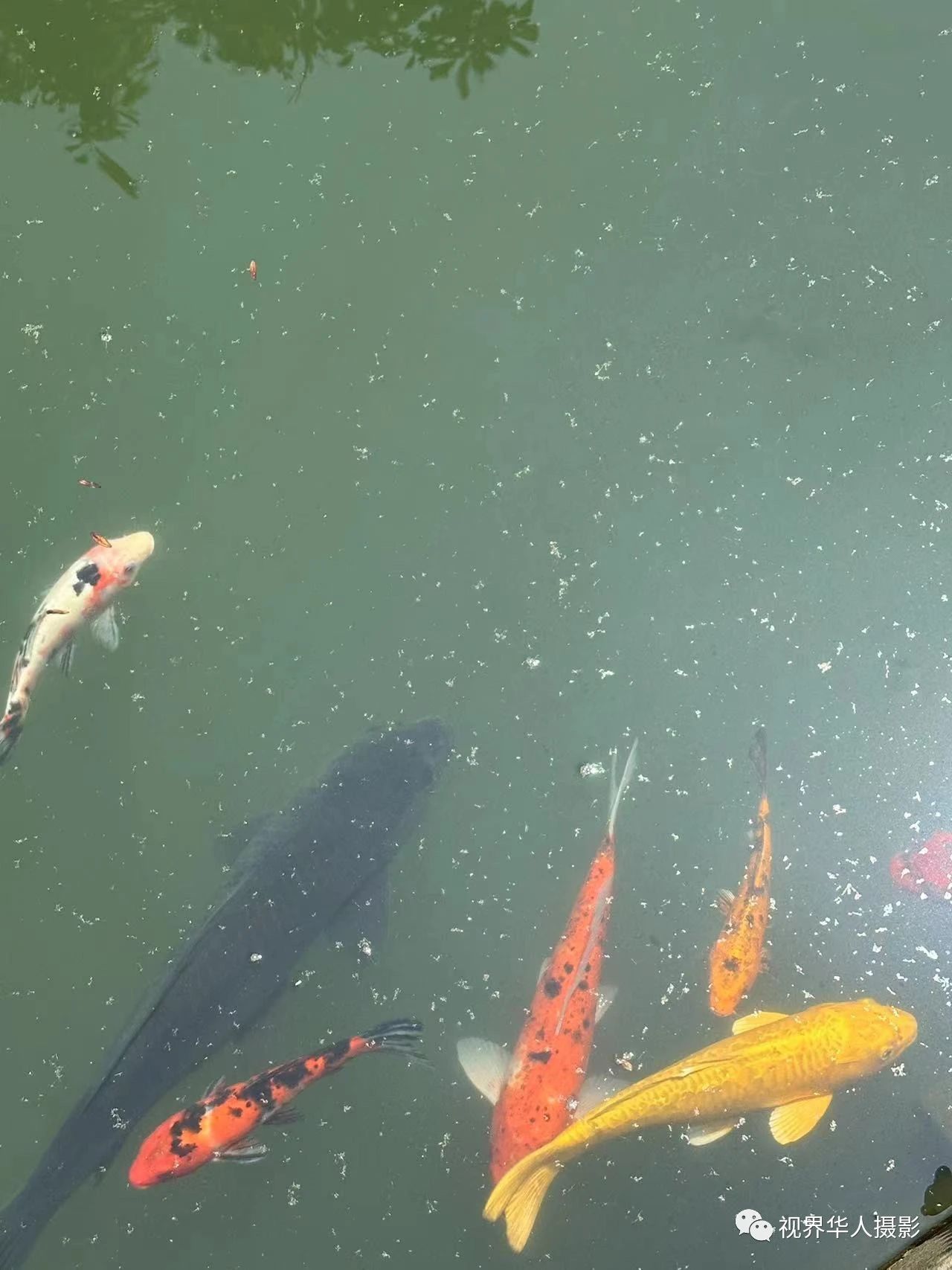 岑国荣|辞旧迎新的祝福:年年有鱼(图30) 31.jpg